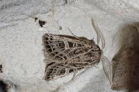 Tholera decimalis