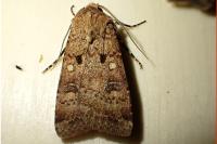 Agrotis trux