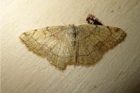 Stegania trimaculata