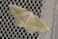 Campaea margaritaria
