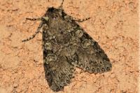 Polia nebulosa