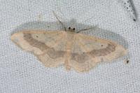 Idaea aversata