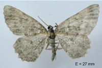 Charissa glaucinaria