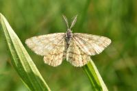 Ematurga atomaria
