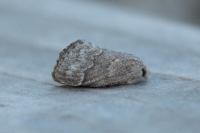 Trichiura crataegi