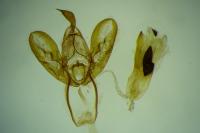 Eilema caniola