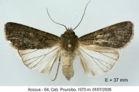 Agrotis segetum