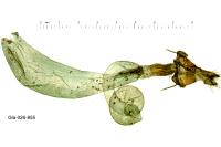 Agrotis segetum