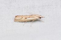 Agriphila geniculea