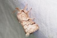 Trichiura crataegi