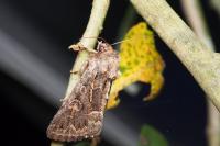 Thalpophila matura