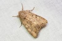 Luperina testacea