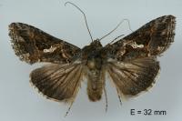 Trichoplusia ni