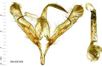 Trichoplusia ni
