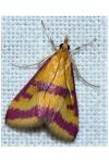 Pyrausta sanguinalis