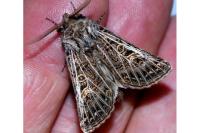 Tholera decimalis