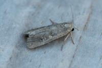 Spodoptera exigua