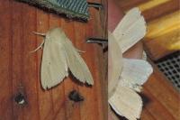 Mythimna pallens
