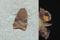Noctua janthe