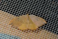 Watsonalla binaria
