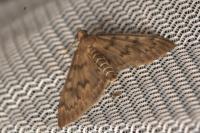 Anania oberthuri