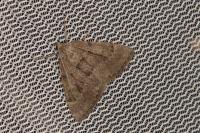 Pachycnemia tibiaria benesignata
