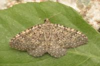 Cataclysme dissimilata