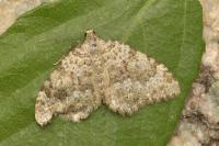 Coenotephria ablutaria