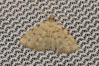 Orectis massiliensis