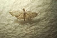 Idaea seriata