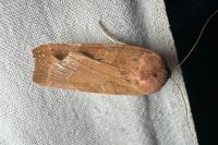 Noctua fimbriata