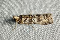 Dioryctria abietella