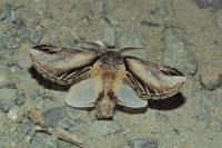 Pheosia tremula