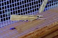 Pediasia aridella