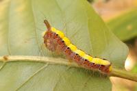 Acronicta psi