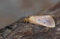 Achyra nudalis