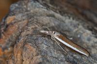 Agriphila latistria