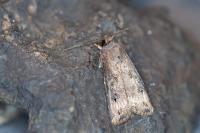 Agrotis ipsilon