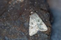 Anarta sodae