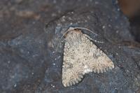 Anarta trifolii