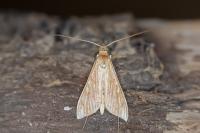 Antigastra catalaunalis