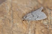 Apaidia mesogona