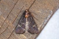 Mesapamea secalis