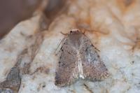 Caradrina flavirena