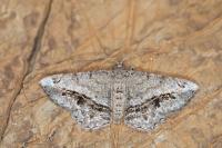 Chiasmia aestimaria
