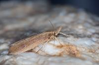Chilo phragmitellus
