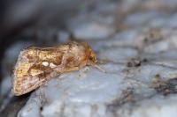 Chrysodeixis chalcites