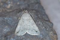 Clytie illunaris