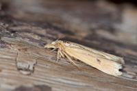 Coenochroa ablutella