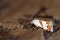 Eublemma candidana